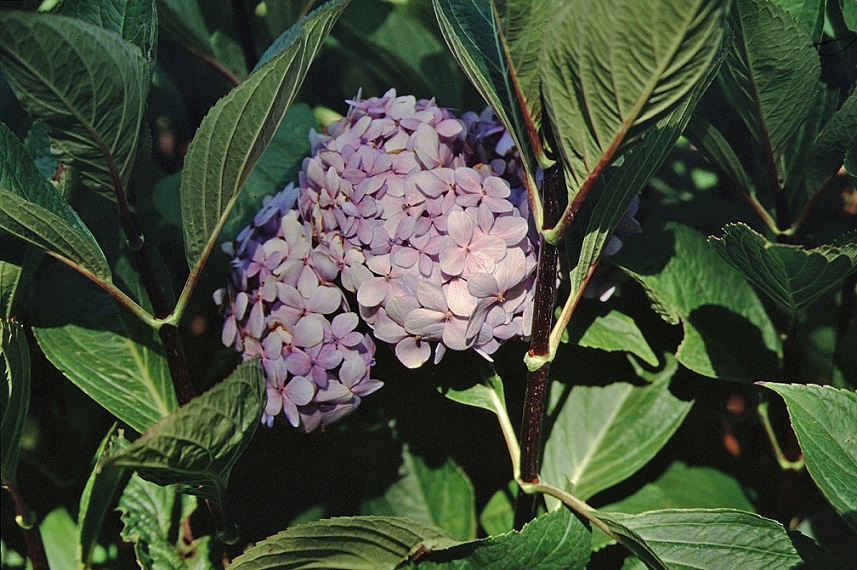 Picture of Nigra flowers Picture of Nigra flowers