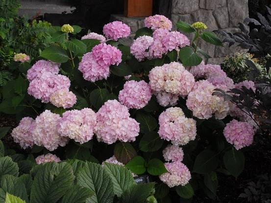 Picture of Penny Mack flowers Picture of Penny Mack flowers