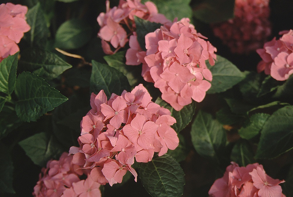Picture of Pia flowers close-up Picture of Pia flowers close-up