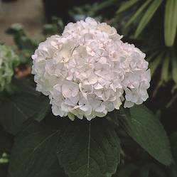 Picture of Sister Theresa flowers Picture of Sister Theresa flowers
