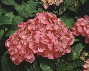 Picture of Todi, strong pink flowers Picture of Todi, strong pink flowers