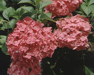 Picture of Tovelit, reddish pink flowers