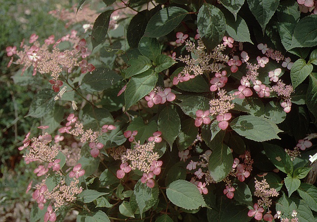 Picture of H. serrata 'Beni-Gaku' flowers and form