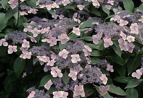 Picture of H. s. 'Blue Bird' flowers and form