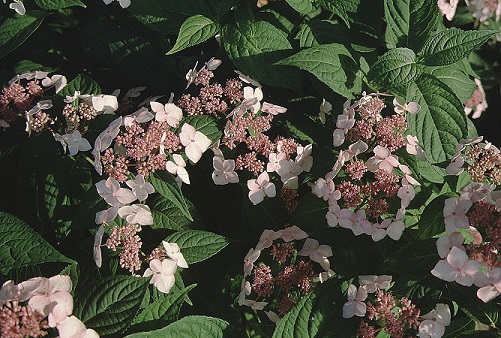 Picture of H. s. 'Grayswood' flowers