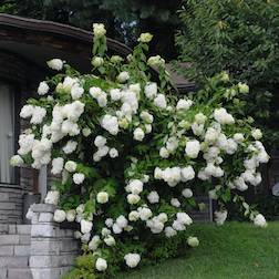 Picture of H. p. 'Grandiflora' white flowers