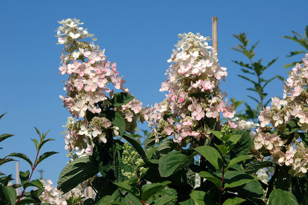 Picture of H. p. 'Pink Diamond' flowers