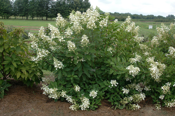 Picture of H. p. 'Tardiva' bush