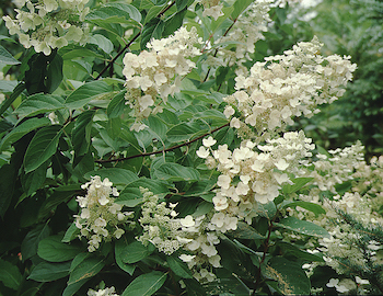 Picture of H. p. 'Tardiva' flowers close-up