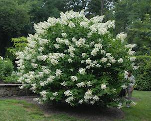 Picture of H. p. 'Unique' flowers and bush