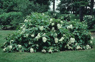 Picture of H. q. 'Roanoke' bush