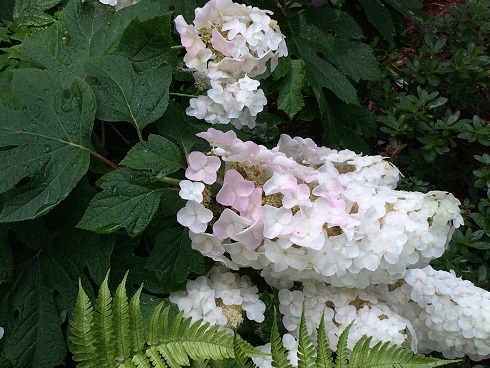 Picture of H. q. 'Snow Queen' flowers