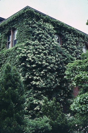 Picture of Climbing Hydrangea on corner of multi-story building.  White flowers are visible.