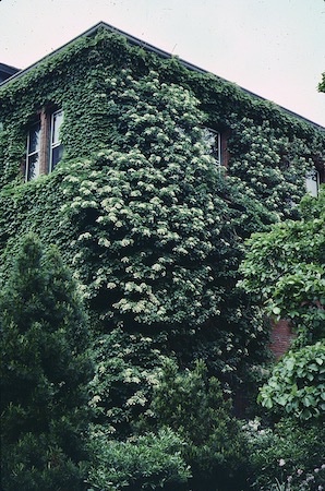 Picture of Climbing Hydrangea on corner of multi-story building. White flowers are visible. Picture of Climbing Hydrangea on corner of multi-story building. White flowers are visible.