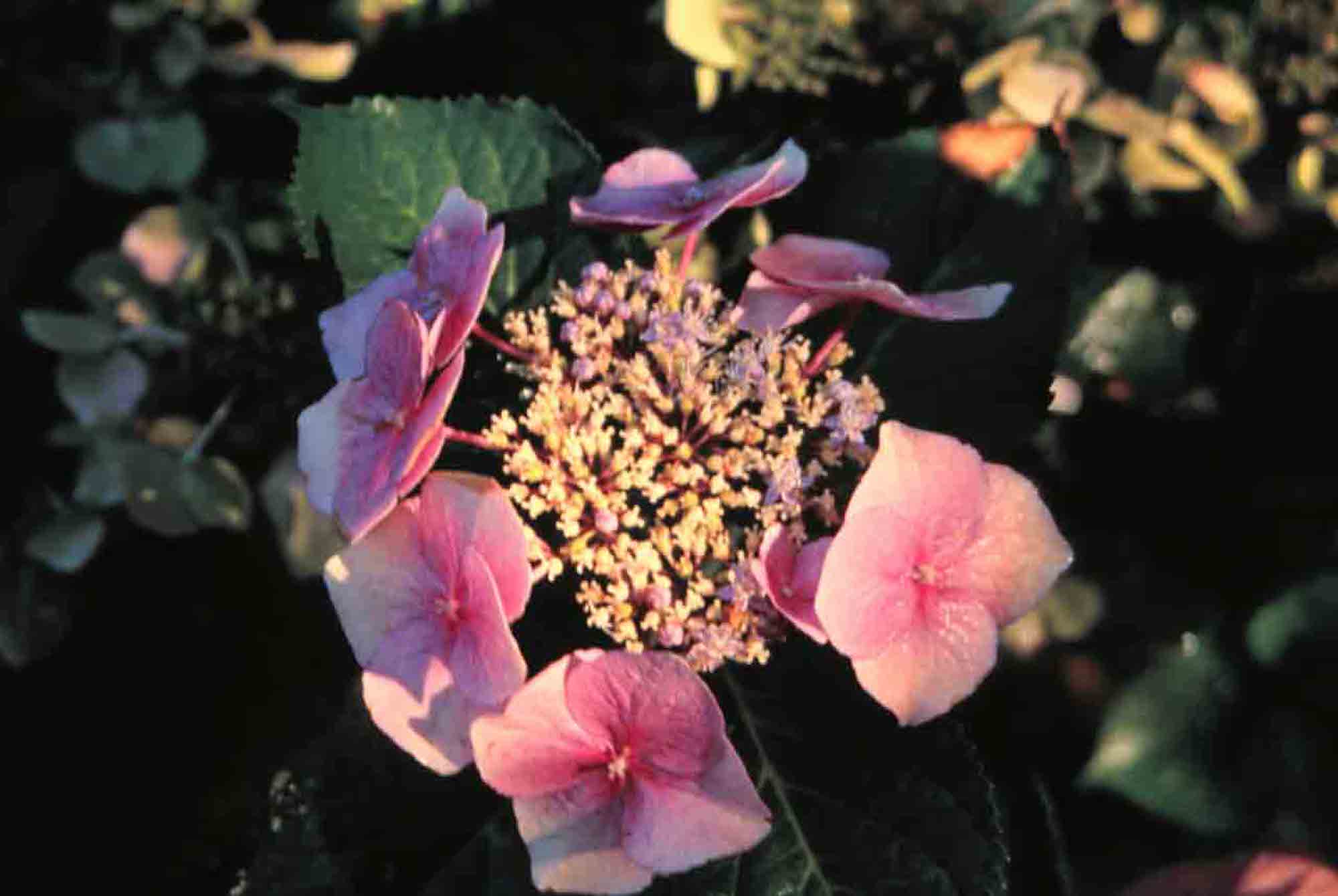 Picture of eisvogel flower