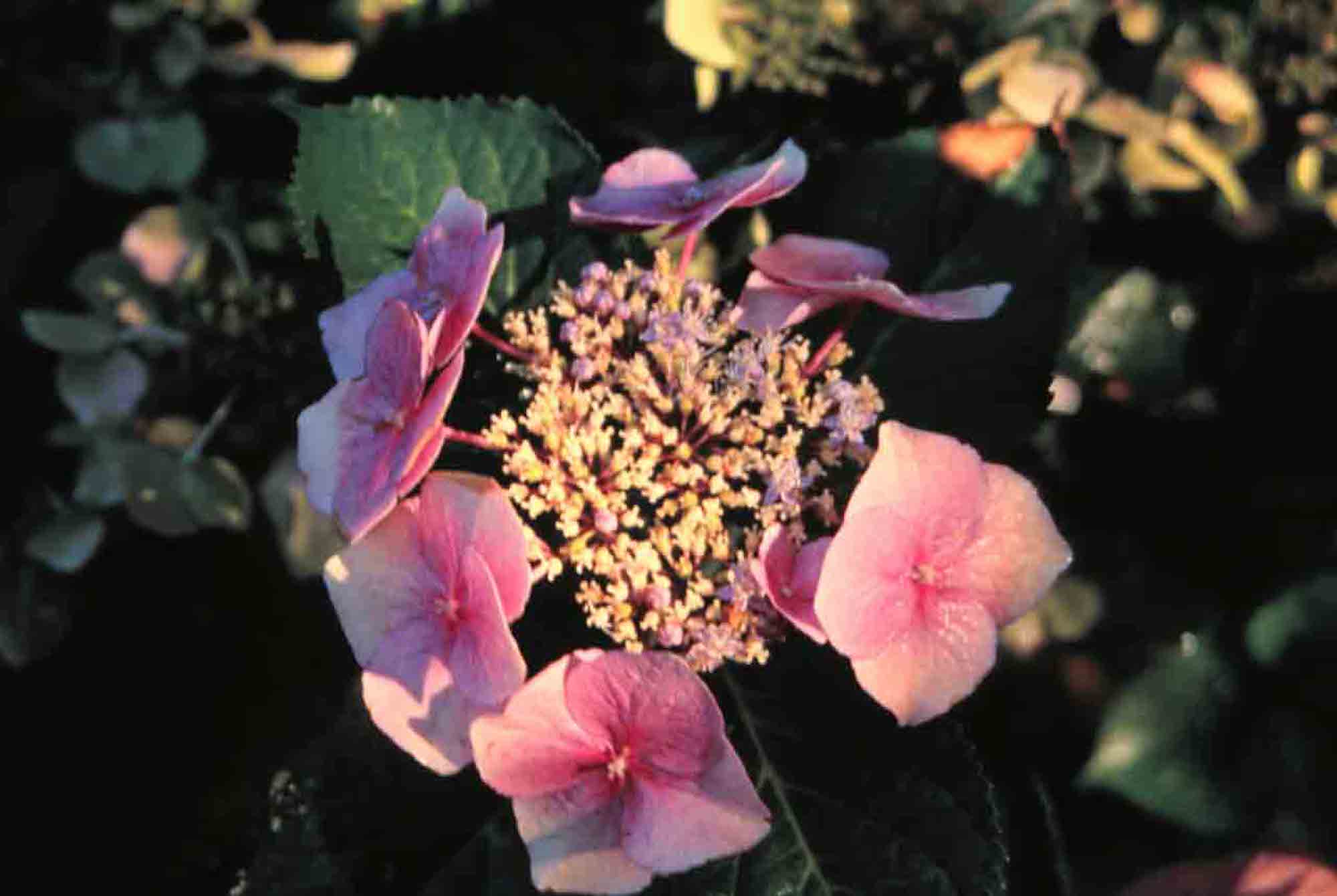 Picture of eisvogel flower Picture of eisvogel flower