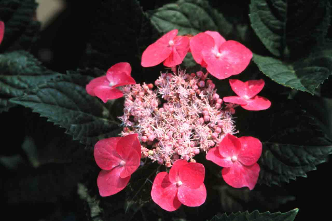 Picture of fasan flower