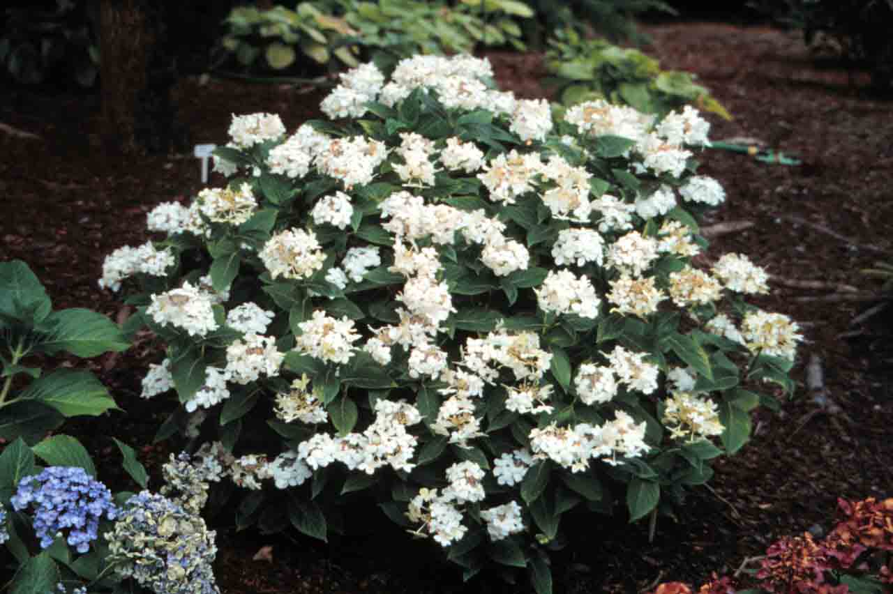Picture of lanarth white flowers and foliage Picture of lanarth white flowers and foliage