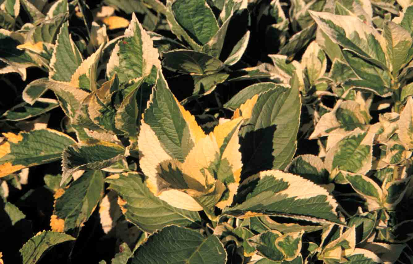 Picture of lemon wave foliage