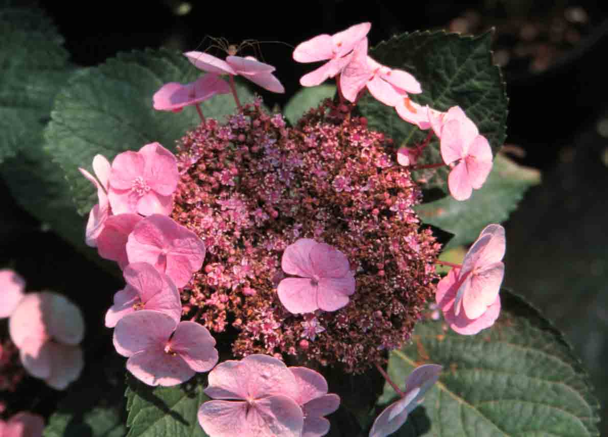 Picture of Teller pink lacecap flowers