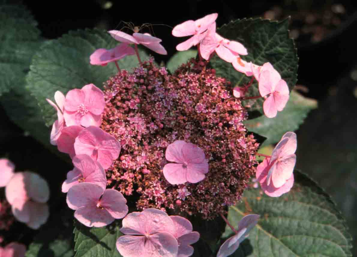 Picture of Teller pink lacecap flowers Picture of Teller pink lacecap flowers