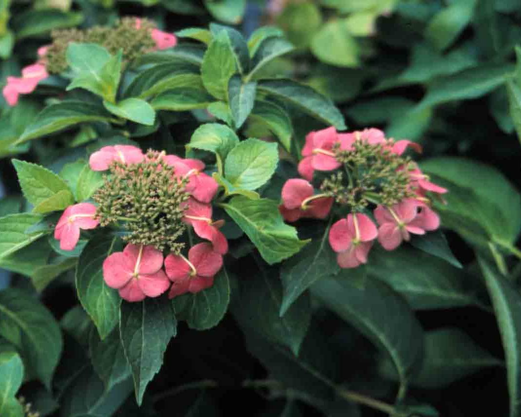 Picture of Tokyo delight lacecap flowers Picture of Tokyo delight lacecap flowers