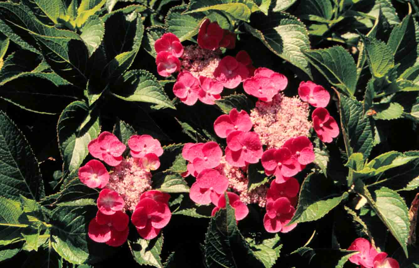 Picture of Zaunkoeneg lacecap flowers Picture of Zaunkoeneg lacecap flowers