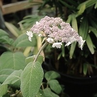 Picture of H. a. ssp. sargentiana  flowers