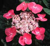 Picture of a lacecap hydrangea. Link to more information.