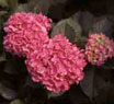 Picture of a mophead hydrangea. Link to more information.