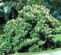 Picture of H. p. 'Tardiva' bush Picture of H. p. 'Tardiva' bush