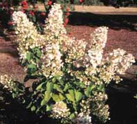 Picture of H. p. 'Unique' flowers and bush Picture of H. p. 'Unique' flowers and bush