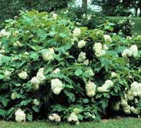 Picture of H. q. 'Roanoke' bush Picture of H. q. 'Roanoke' bush