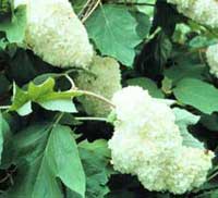 Picture of H. q. 'Roanoke' flowers Picture of H. q. 'Roanoke' flowers