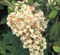 Picture of H. q. 'Snowflake' flowers Picture of H. q. 'Snowflake' flowers
