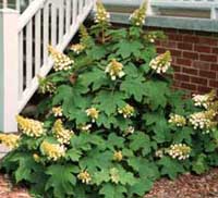 Picture of H. q. 'Sikes Dwarf' bush Picture of H. q. 'Sikes Dwarf' bush
