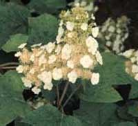 Picture of H. q. 'Sikes Dwarf' flowers closeup Picture of H. q. 'Sikes Dwarf' flowers closeup