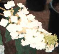 Picture of H. q. 'Snow Queen' flowers Picture of H. q. 'Snow Queen' flowers