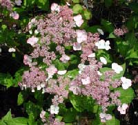 Picture of H. serrata 'Beni-Gaku' flowers and form Picture of H. serrata 'Beni-Gaku' flowers and form