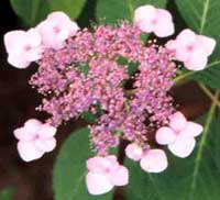 Picture of H. s. 'Blue Billow' flowers Picture of H. s. 'Blue Billow' flowers