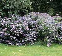 Picture of H. s. 'Blue Bird' bush Picture of H. s. 'Blue Bird' bush