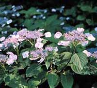 Picture of H. s. 'Blue Bird' flowers and form Picture of H. s. 'Blue Bird' flowers and form