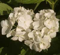 Picture of H. s. 'Grayswood' flowers Picture of H. s. 'Grayswood' flowers