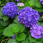 purple hydrangea