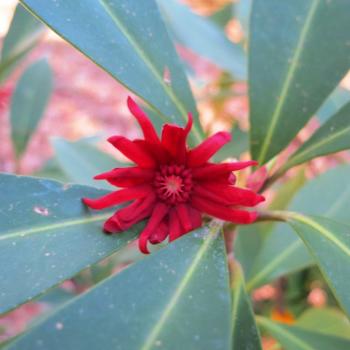 Bright red flower in the center of a green plant.