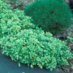 Photo of a groundcover - link to common name index