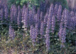 Picture of Bugleweed (Ajuga reptans) flower racemes bearing purple flowers