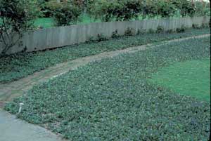 Picture of Bugleweed (Ajuga reptans) form in wide border edge landscape.