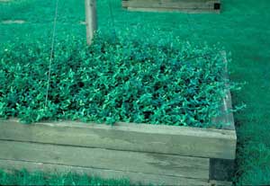 Picture of Wintercreeper Euonymus (Euonymus fortunei 'Coloratus') form in wooden planter.