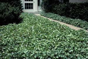 Picture of English Ivy (Hedera helix) form as groundcover on either side of walkway. Picture of English Ivy (Hedera helix) form as groundcover on either side of walkway.